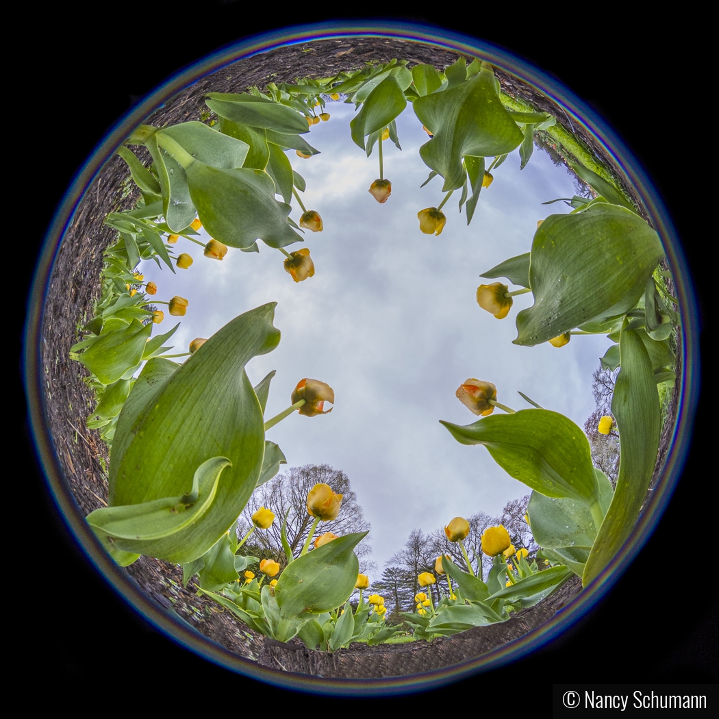 Worm's Eye View of Tulips by Nancy Schumann