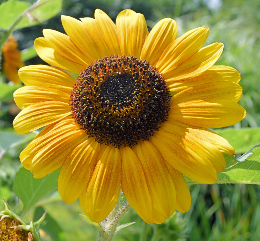 Yellow Flower by Charles Hall