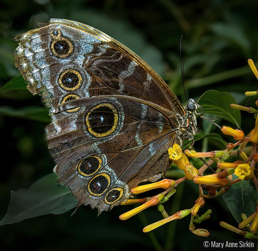 Yellow is My Favorite Flavor by Mary Anne Sirkin