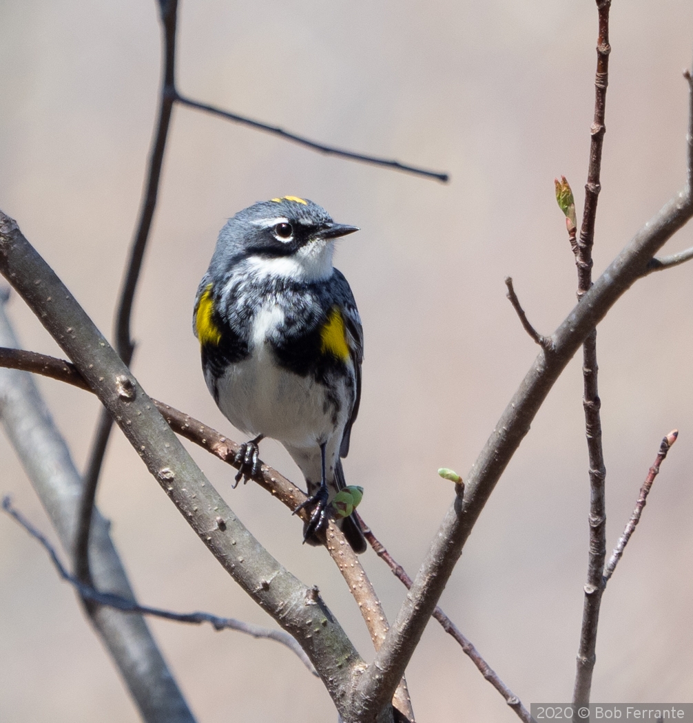 Yellow-rumped Warbler by Bob Ferrante