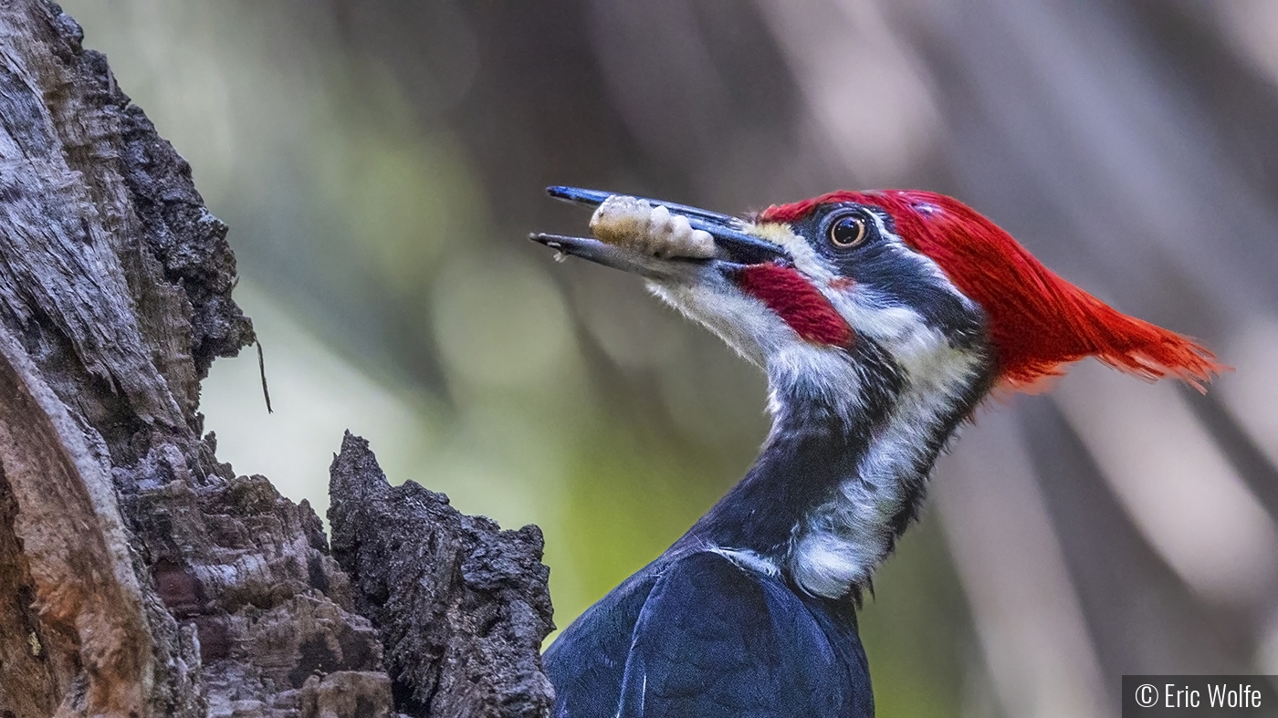 Yesssss, Finally a Tasty Larvae! by Eric Wolfe