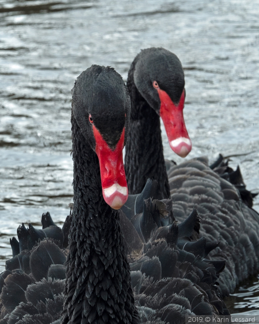 You lookin' at us...... by Karin Lessard