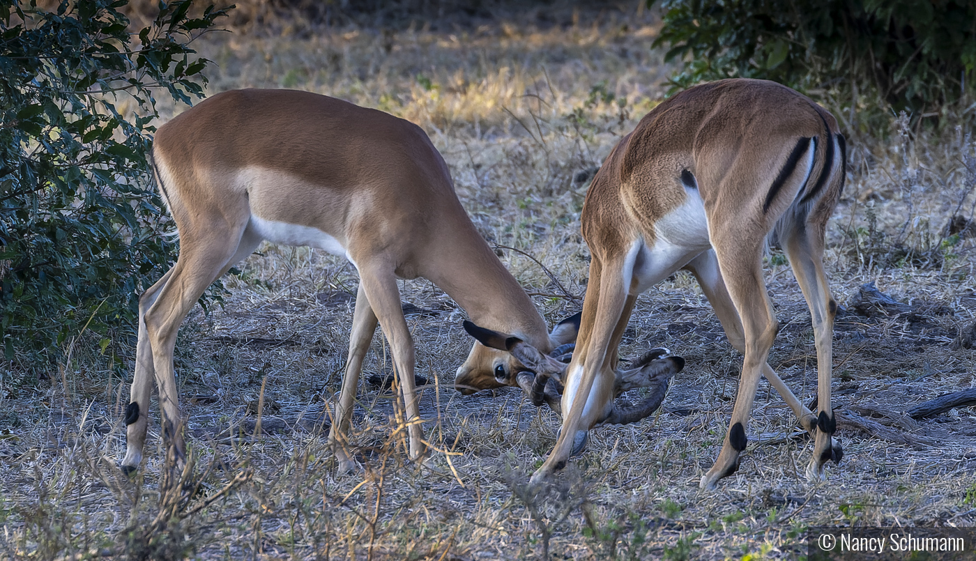 Young Bucks in Training by Nancy Schumann