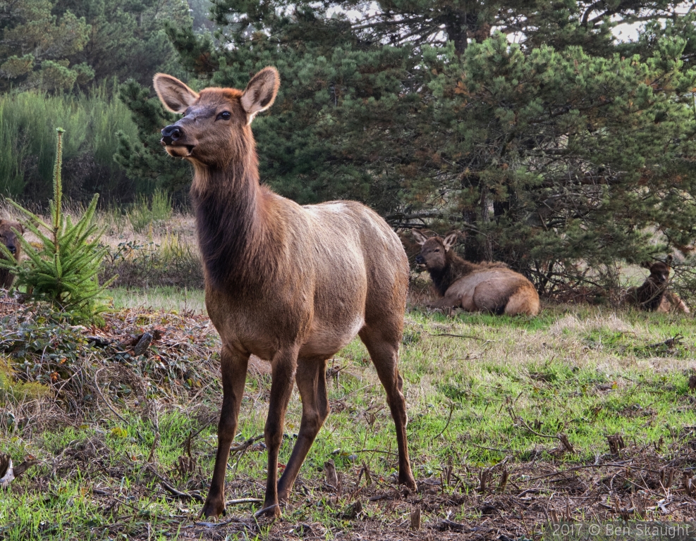 Young Elk on Alert by Ben Skaught