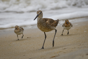 3 Is Company - Photo by Jeff Levesque