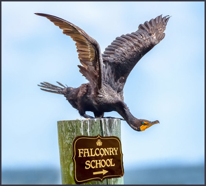 A Cormorant with an Unrealistic Goal - Photo by John Straub