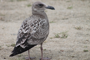 A Day at the Beach - Photo by James Haney