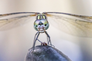 A Face Only a Mother Could Love - Photo by Elaine Ingraham