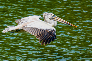 A Flying Pelican - Ranganathittu- India - Photo by Aadarsh Gopalakrishna