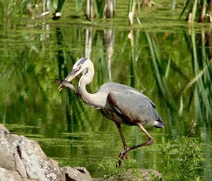 Class B HM: A good day fishing by Gary Gianini