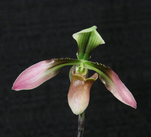 A lady's slipper - Photo by Harold Grimes