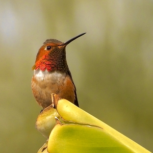 Class B 1st: A Little Birdie Told Me by Quyen Phan