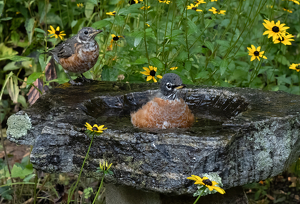 A Little Privacy, Please ! - Photo by Bob Ferrante