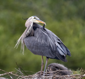 A Moment For Personal Grooming - Photo by Bob Ferrante