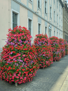 a Needed Splash of Color - Photo by Pamela Carter