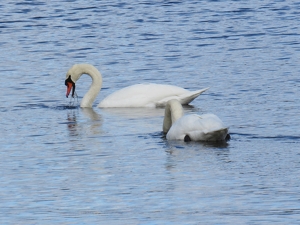 A Pair of Mutes - Photo by James Haney