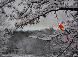 Class B 2nd: a parrot in a pine tree by Ginny Thibodeau