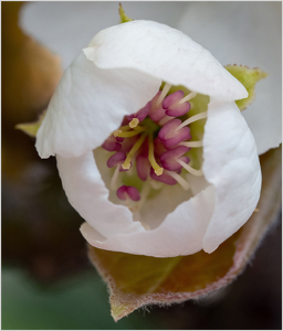 A Peek Inside - Photo by Karin Lessard