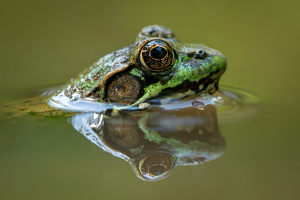 Class A 2nd: a reflecting pond by Chris Wilcox