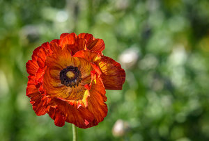 A Ridiculous Ranunculus - Photo by John Straub