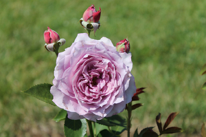 A Rose by any name is still a Rose - Photo by James Haney