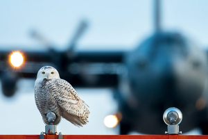 A Snowy Landing - Photo by Libby Lord