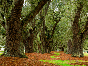 A Southern Plantation - Photo by Jim Patrina