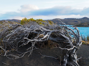 A Tangled Mess - Photo by Amy Keith