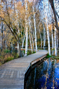 A walk through the Boreal Forest - Photo by Barbara Steele