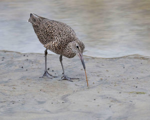 A Willet With an Unwilling Worm - Photo by John Straub