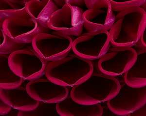 abstract dahlia - Photo by Robert McCue