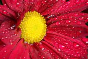 After the rain - Photo by Jeff Levesque