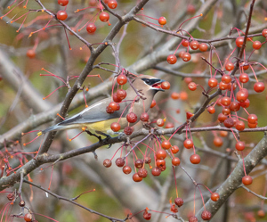 All Good Gifts - Photo by Marylou Lavoie