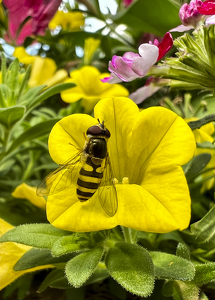 Class B HM: All in Yellow - Busy Bee by Pamela Carter