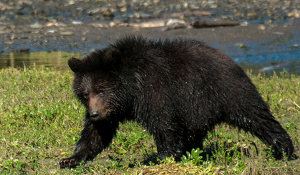 All Wet - Photo by Linda Fickinger