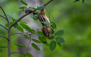 Almost Got It - Photo by Tim Abbuhl