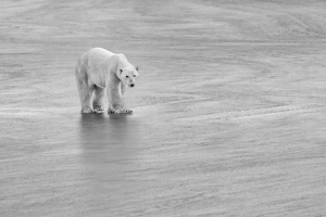 Alone on the Ice with a Polar Bear - Photo by Eric Wolfe