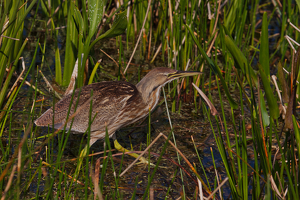 American Bittern stalking - Photo by Ben Skaught