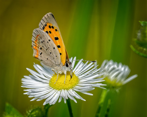 American Copper on Fleabane by John McGarry