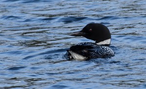 American Loonie - Photo by Arthur McMannus