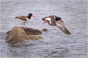 American Oystercatcher Couple - Photo by John Straub