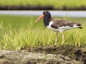 American Oystercatcher - Photo by Quyen Phan