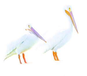 Class A 1st: American White Pelicans by Eric Wolfe