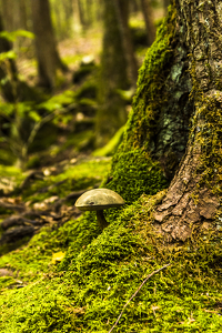 Amongst the Giants - Photo by Peter Rossato