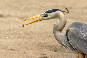 Amuse Bouche - Photo by Marylou Lavoie