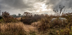 An Early Stroll to the Meadow - Photo by Bob Ferrante