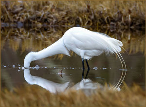 Salon 1st: An Egret Comes Full Circle by John Straub