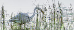 An Egret Dreams of Heaven - Photo by Bob Ferrante