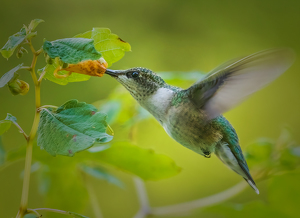 An orange treat - Photo by Merle Yoder