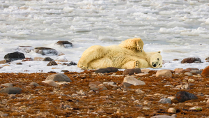And Here's My Irresistible Sexy-bear Pose - Photo by Eric Wolfe